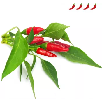 Click & Grow Piri-Piri chili plantencapsules voor Smart Garden, 3-pack (SGR67X3)