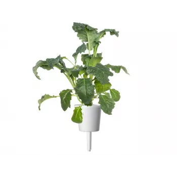 Click & Grow Smart Garden navulverpakking, 3 plantcapsules (SGR86X3)