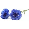 Click & Grow korenbloem plantencapsules voor Smart Garden, 3-pack (SGR36X3)