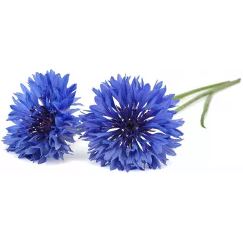 Click & Grow korenbloem plantencapsules voor Smart Garden, 3-pack (SGR36X3)