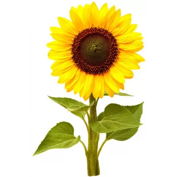 Click & Grow mini-zonnebloem plantcupsules voor Smart Garden, 3-pack (SGR65X3)