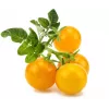 Click and Grow Smart Garden navulling 3-pack mini-tomatenplantencapsules