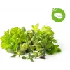 Click & Grow steak-kruidenmix plantcapsules voor Smart Garden, 9-pack (PPMSSX9)