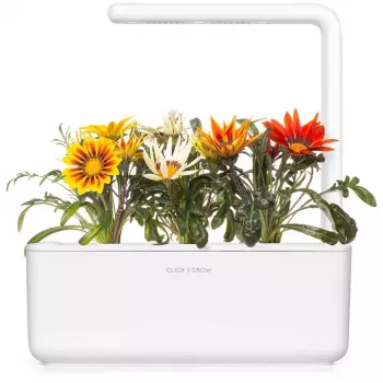 Click & Grow gazania plantcapsules voor Smart Garden, 3-pack (SGR92X3)