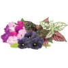Click & Grow Vibrant Flower Mix plantcapsules voor Smart Garden, 9-pack (PPMVBX9)
