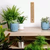 TFA Dostmann eiken wandthermometer 12.1059.01