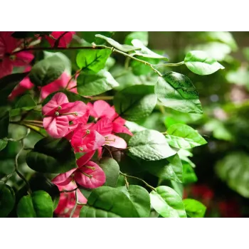 EUROPALMS Bougainvillea kunstplant, roze, 150 cm 82507055