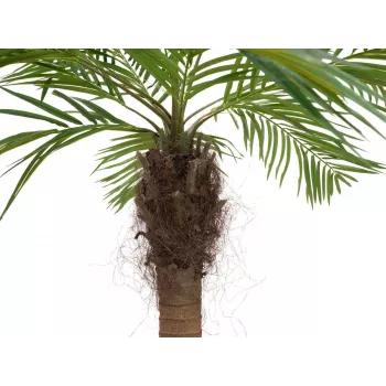 EUROPALMS Luxor gebogen kunstmatige phoenixpalm, 240 cm 82510726