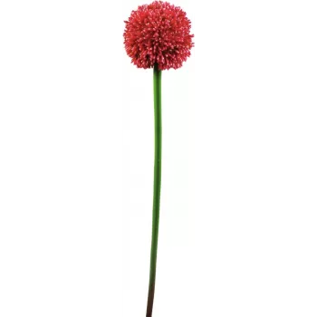 EUROPALMS kunstmatige alliumstengel, rood, 55cm 82530568