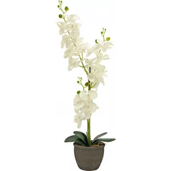 EUROPALMS orchidee kunstplant, crème, 80cm 82530361
