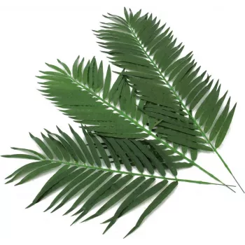 EUROPALMS kunstmatige kokospalmbladeren, 80 cm, 12-delige set 82509895
