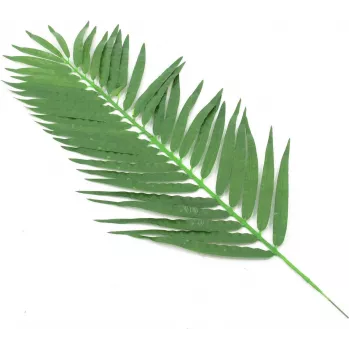 EUROPALMS kunstmatige kokospalmbladeren, 90 cm, 12 stuks, groen 82509896