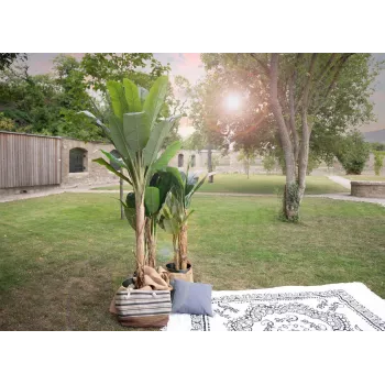 EUROPALMS kunstbananenboom, 210 cm 82509507