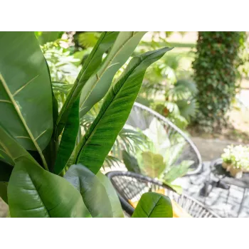 EUROPALMS kunstbananenboom, 210 cm 82509507